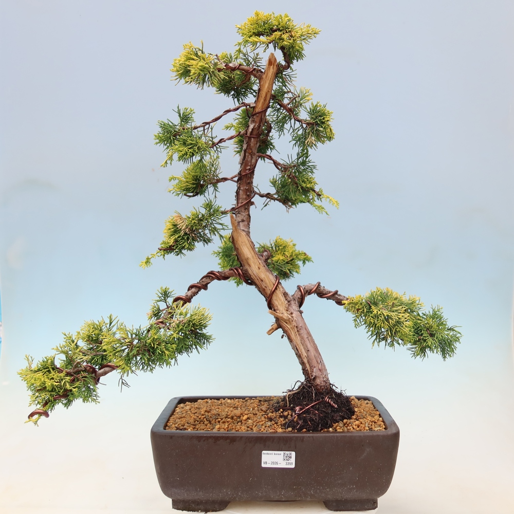 Kültéri bonsai – Juniperus chinensis  aurea – arany kínai boróka