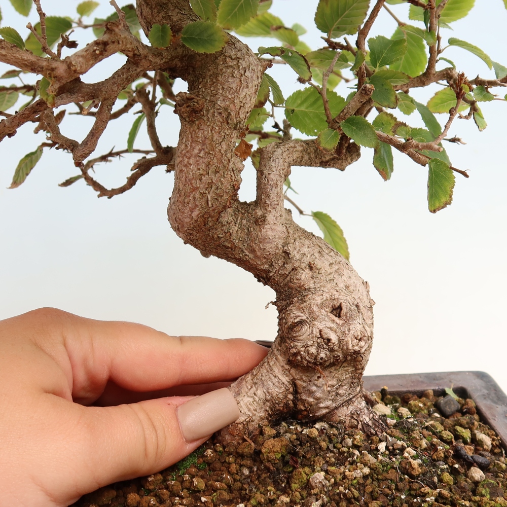 Kültéri bonsai -Carpinus CARPINOIDES - Koreai gyertyánfa