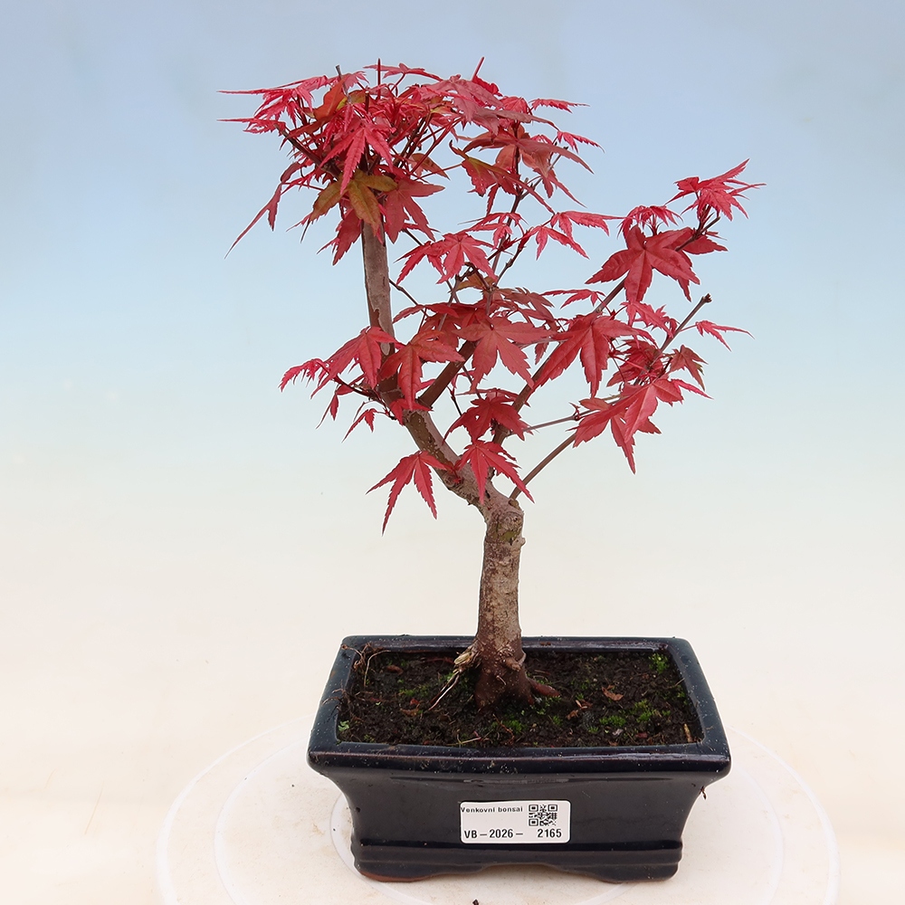 Kültéri bonsai - Acer palmatum DESHOJO