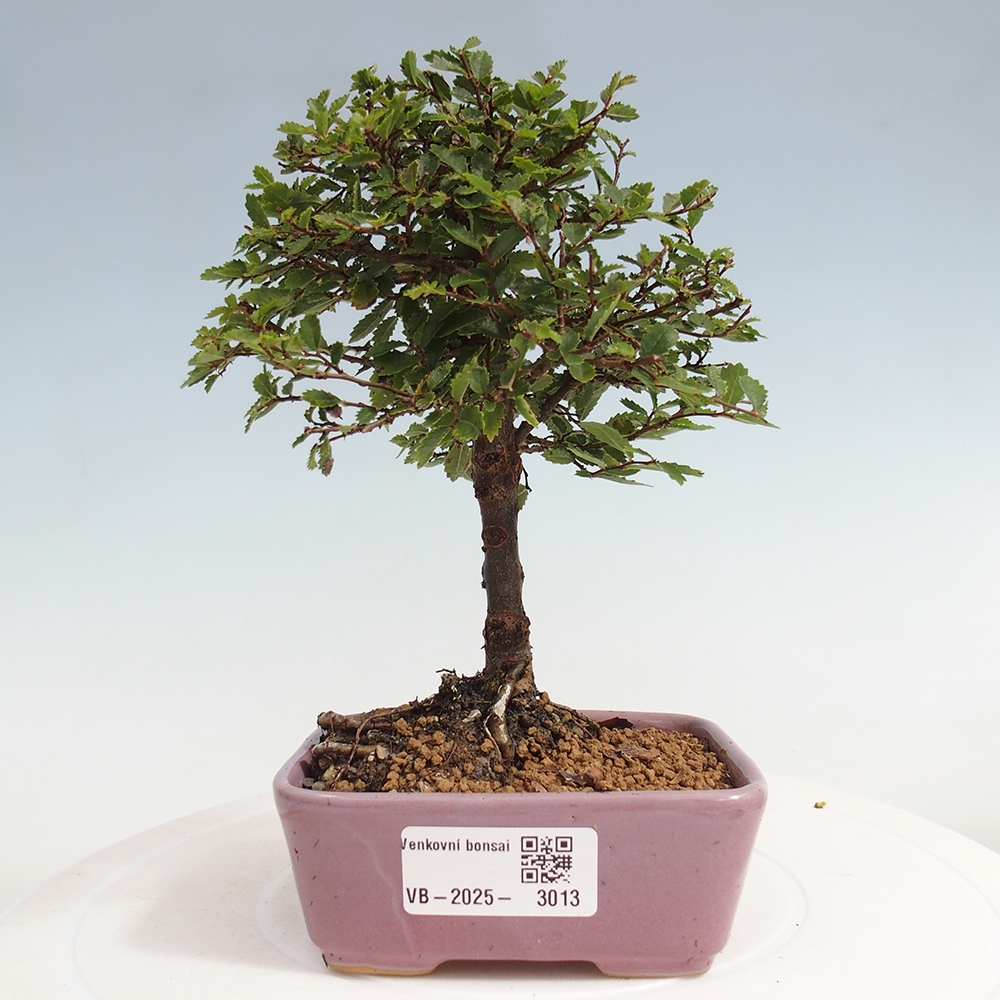 Kültéri bonsai - Ulmus parvifolia Sagei - Kislevelű szilfa