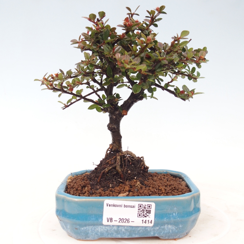 Kültéri bonsai - Cotoneaster horizontalis - Rocky Mountain