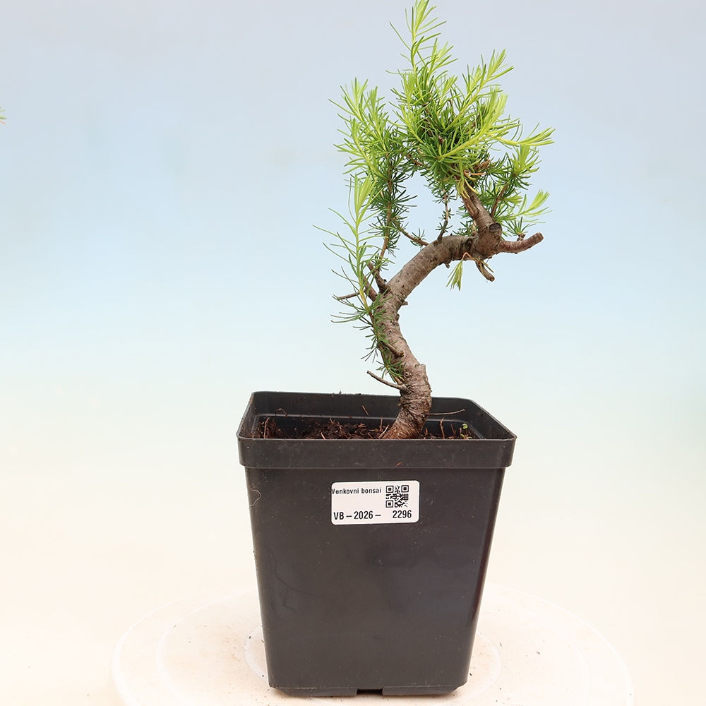 Kültéri bonsai - Larix decidua - vörösfenyő