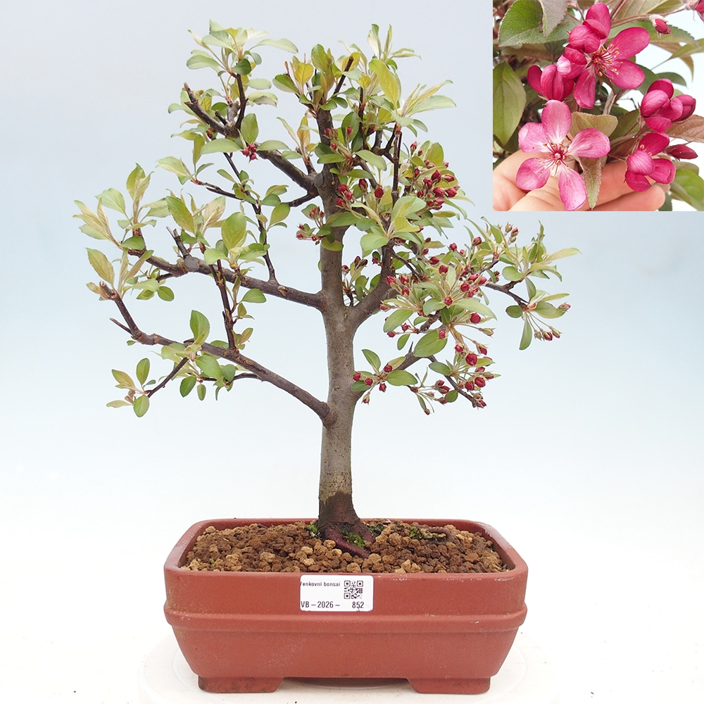 Kültéri bonsai -Malus domestica - Kis gyümölcsű piros levelű almafa
