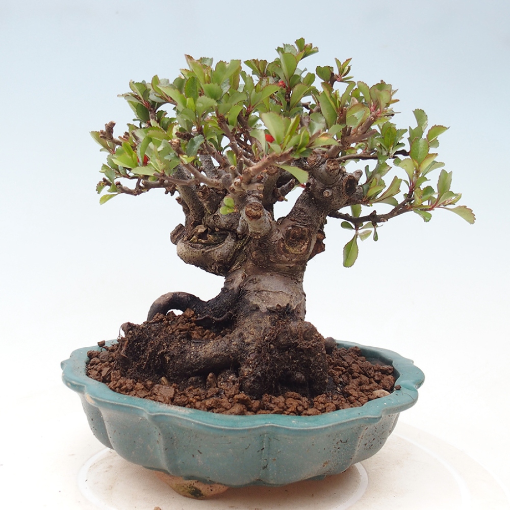 Kültéri bonsai - Chaneomeles speciosa - birs