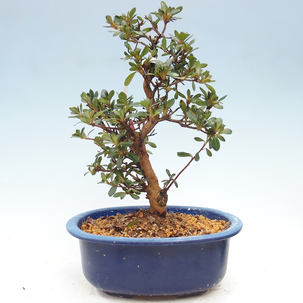 Kültéri bonsai - Japán azálea - Azalea Kobai
