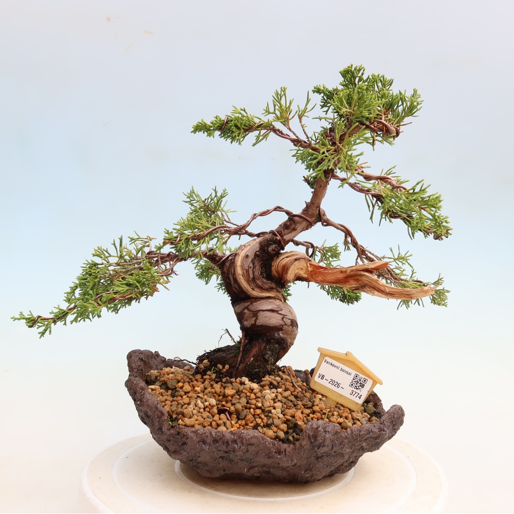 Kültéri bonsai - Juniperus chinensis Itoigawa-Juniperus chinensis