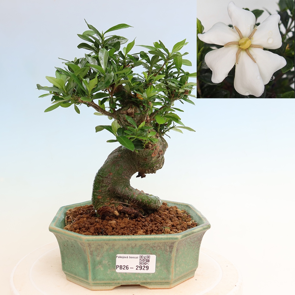 Szobai bonsai - Gardenia jasminoides-Gardenia