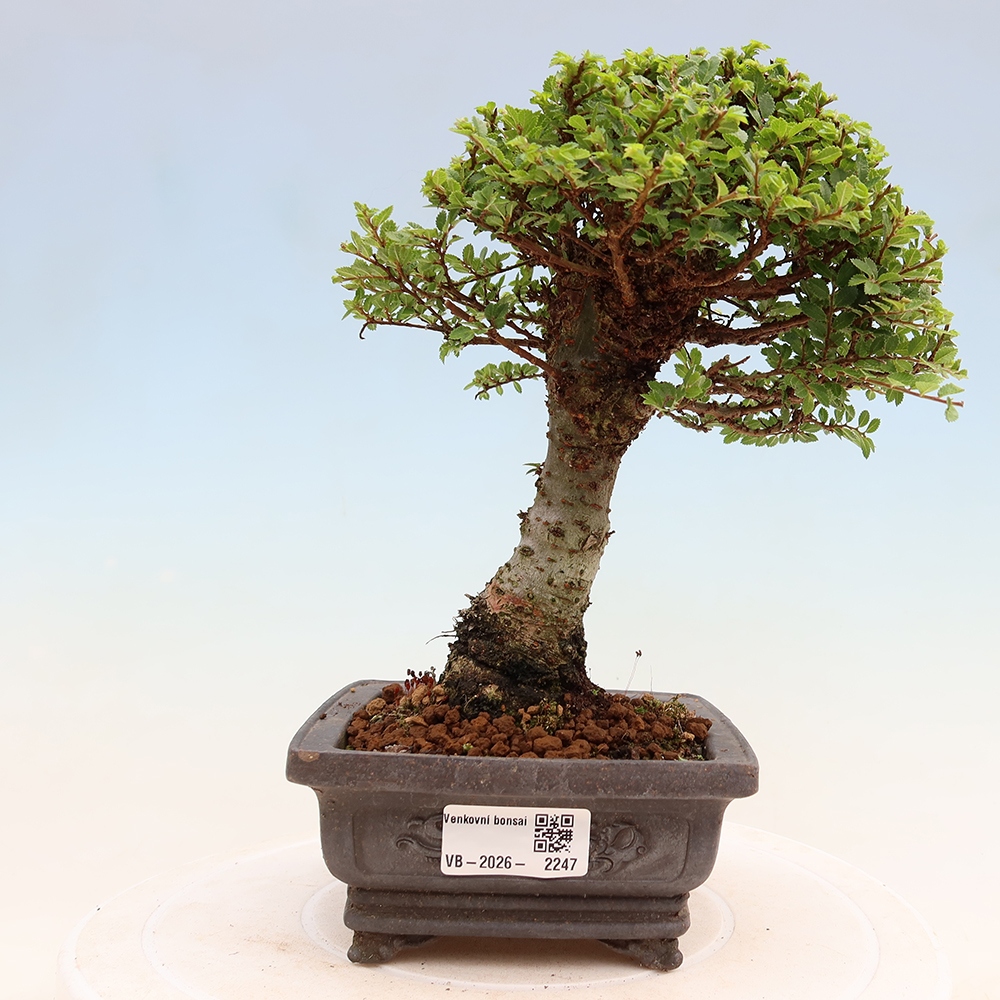 Kültéri bonsai - Ulmus parvifolia Sagei - Kislevelű szilfa