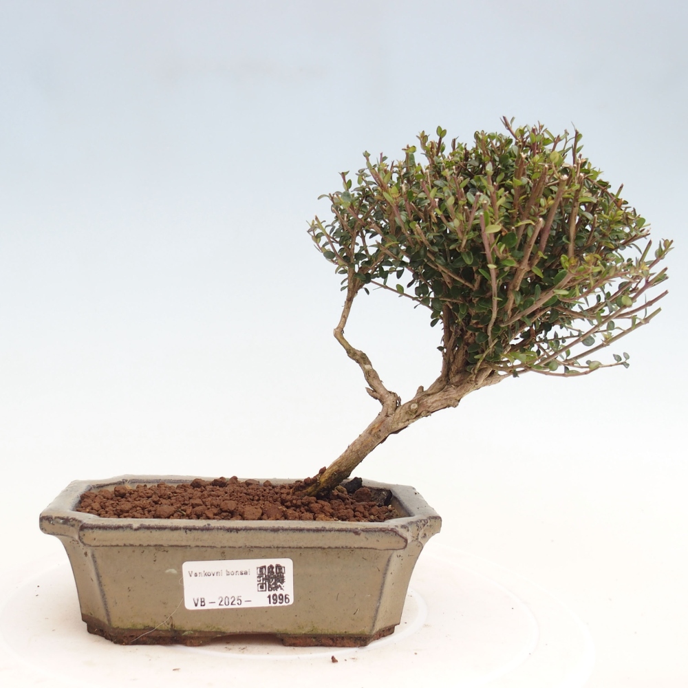 Kültéri bonsai-Lonicera nitida Twiggy - mézvirág