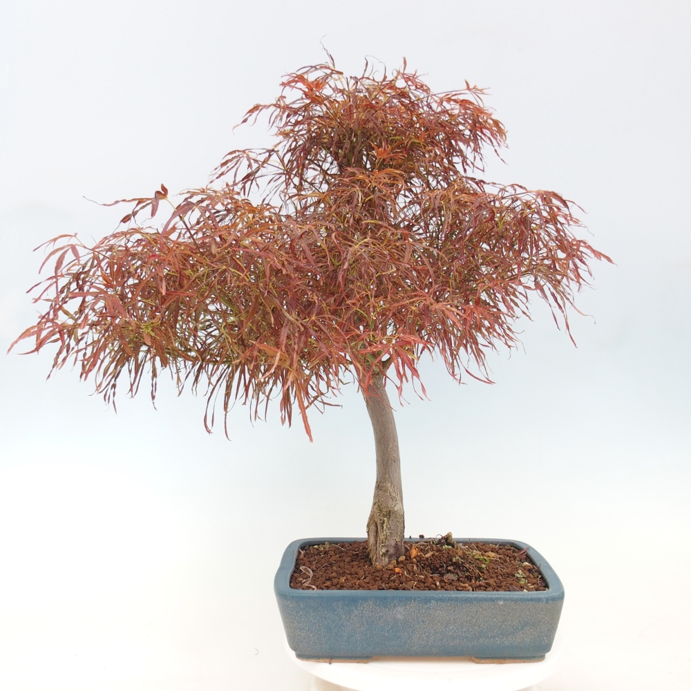 Kültéri bonsai - Acer palmatum RED PYGMY