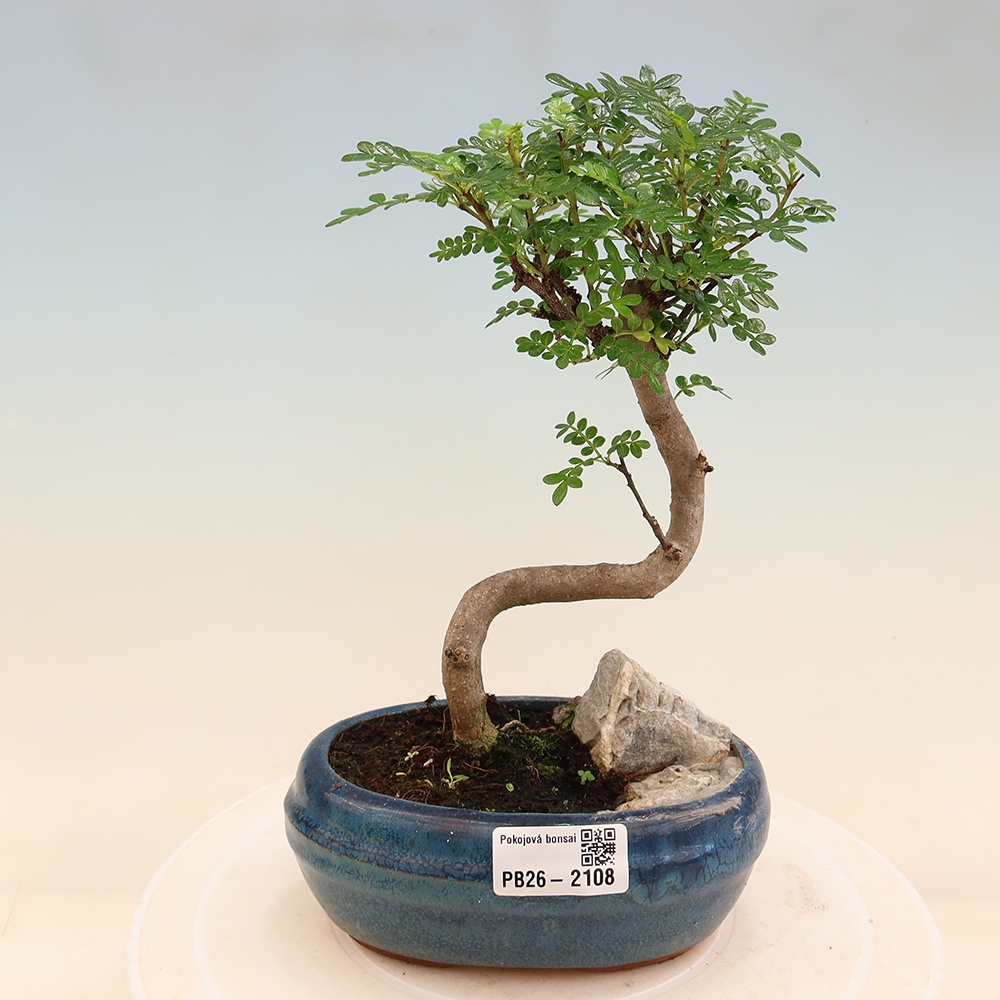 Szobai bonsai - Zantoxylum piperitum - borsfa