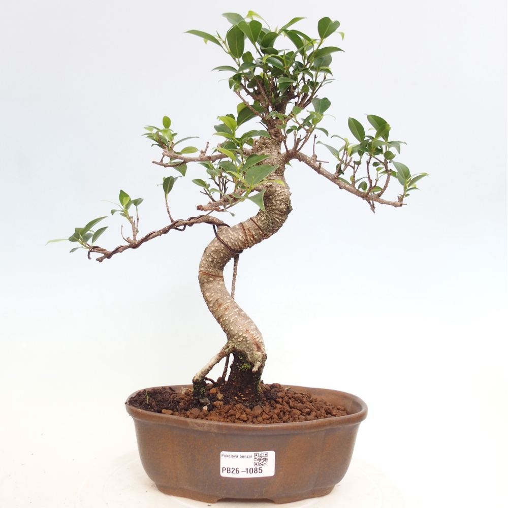 Szobai bonsai - Ficus retusa - kislevelű fikusz