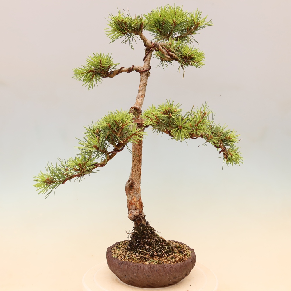 Kültéri bonsai - Pinus Sylvestris Watererri - erdeifenyő