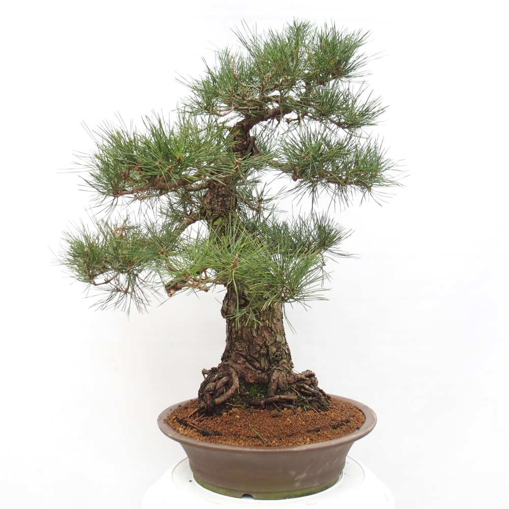 Kültéri bonsai - Pinus thunbergii - Thunberg fenyő