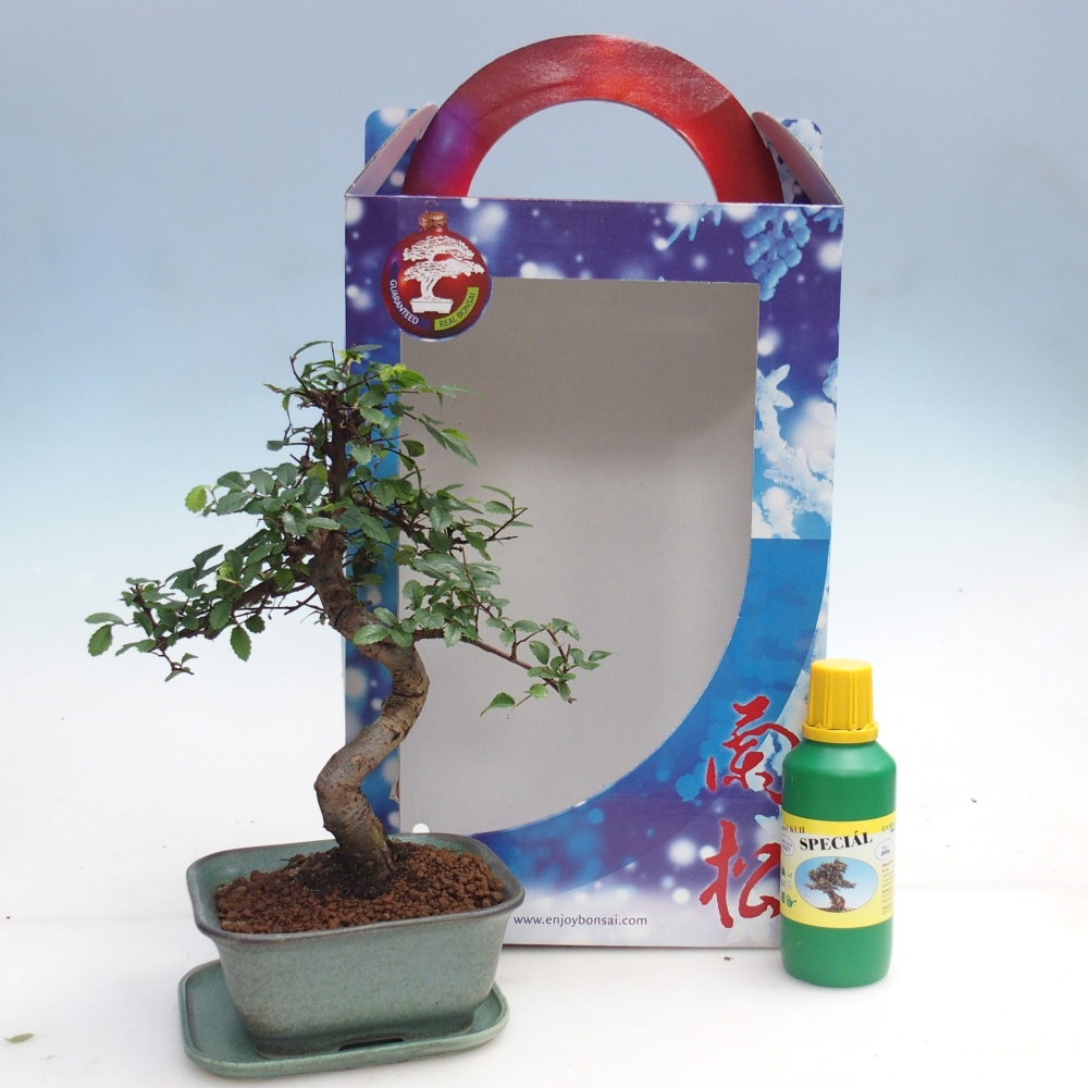 Ulmus parvifolia - kínai szil