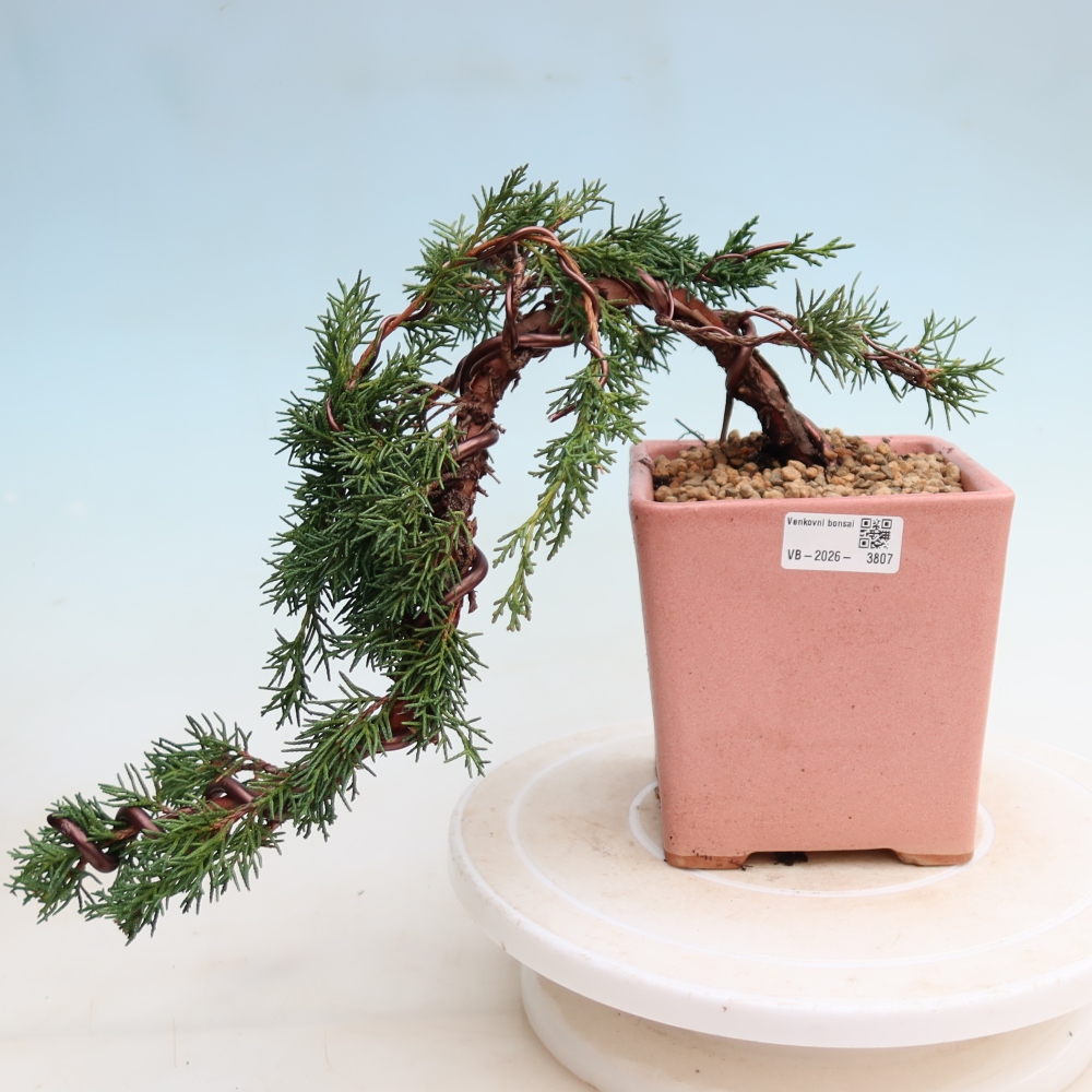 Kültéri bonsai - Juniperus chinensis Kishu
