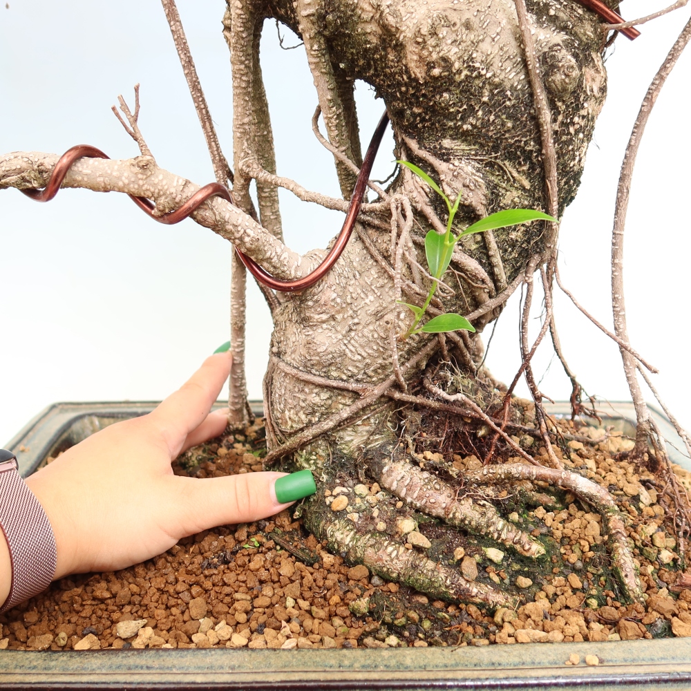 Szobai bonsai - Ficus kimmen - kislevelű fikusz