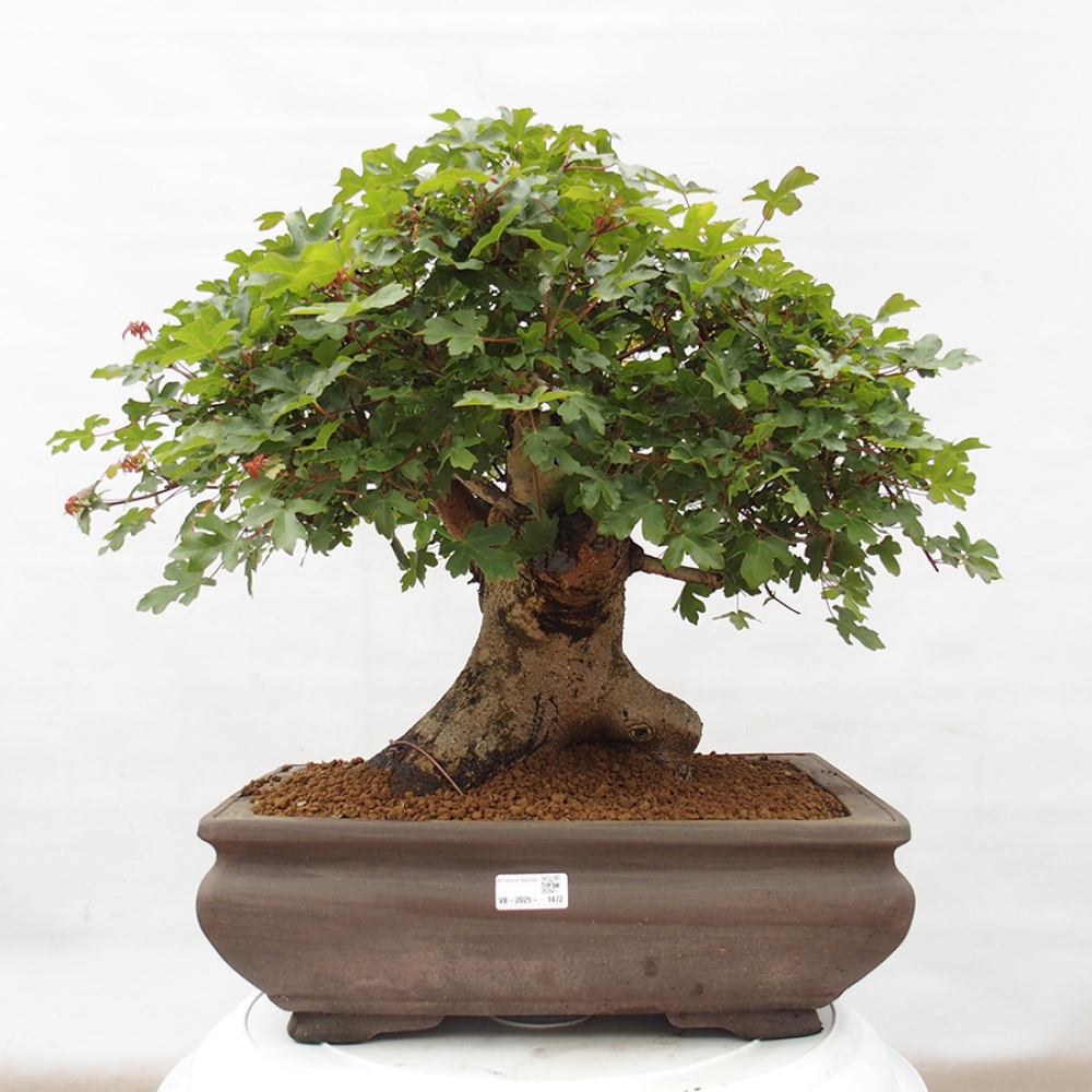 Kültéri bonsai - Francia juhar - Acer Nonspessulanum