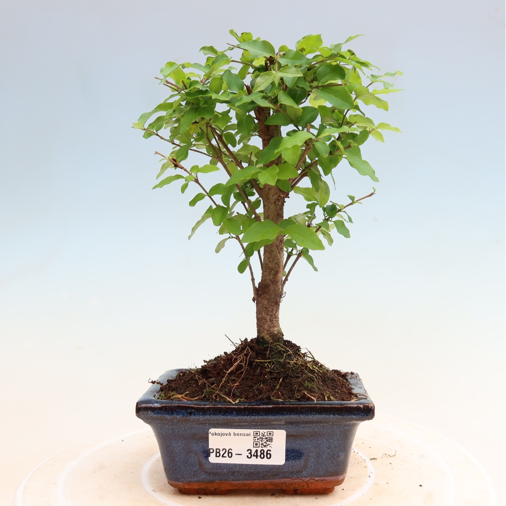 Szobai bonsai -Ligustrum chinensis - Madárcsőr