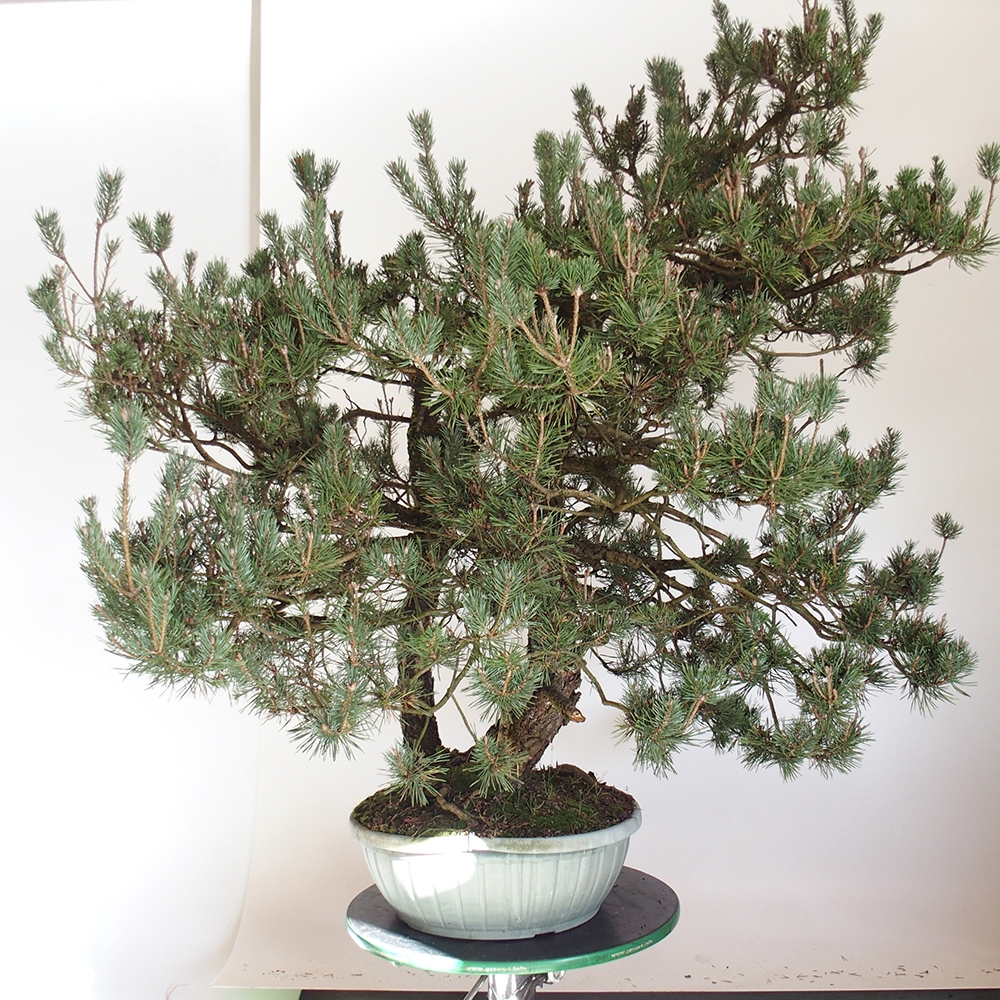 Yamadori - Pinus sylvestris Spanyolország