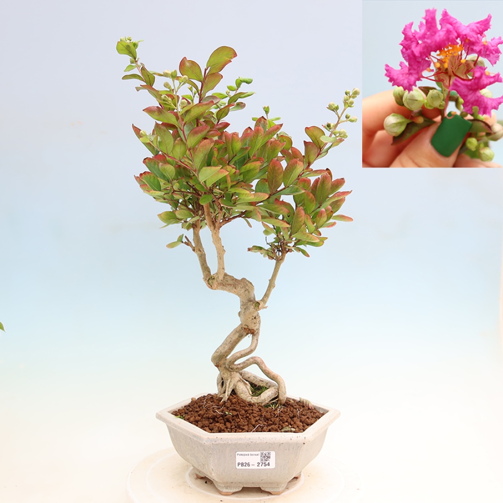 Szobabonsai – Lagerstroemia indica – indiai orgona