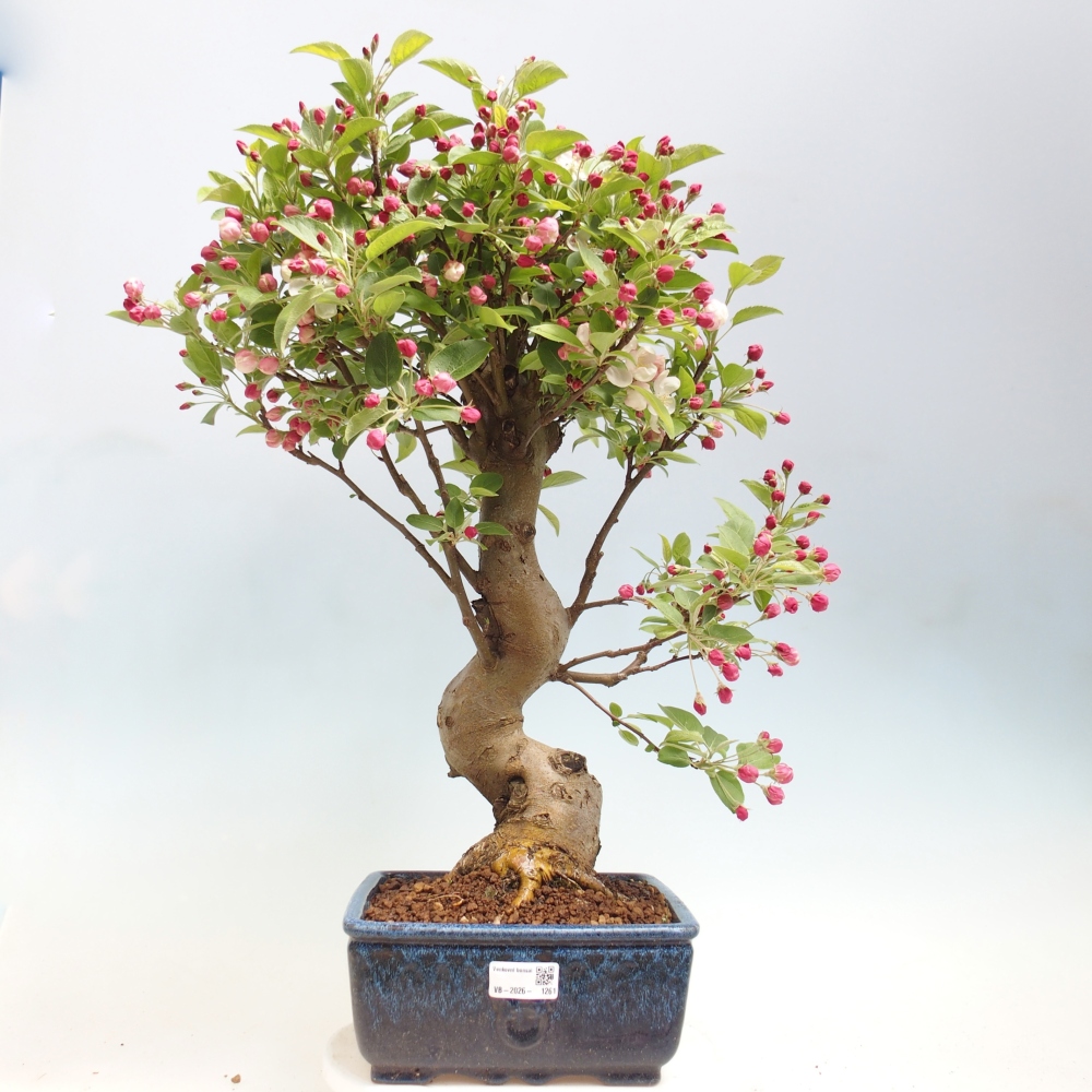 Kültéri bonsai -Malus halliana - Kis gyümölcsű almafa