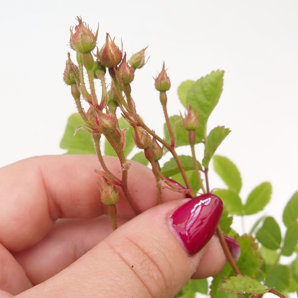 Kültéri bonsai - Rosa sp. - kisvirágú rózsa