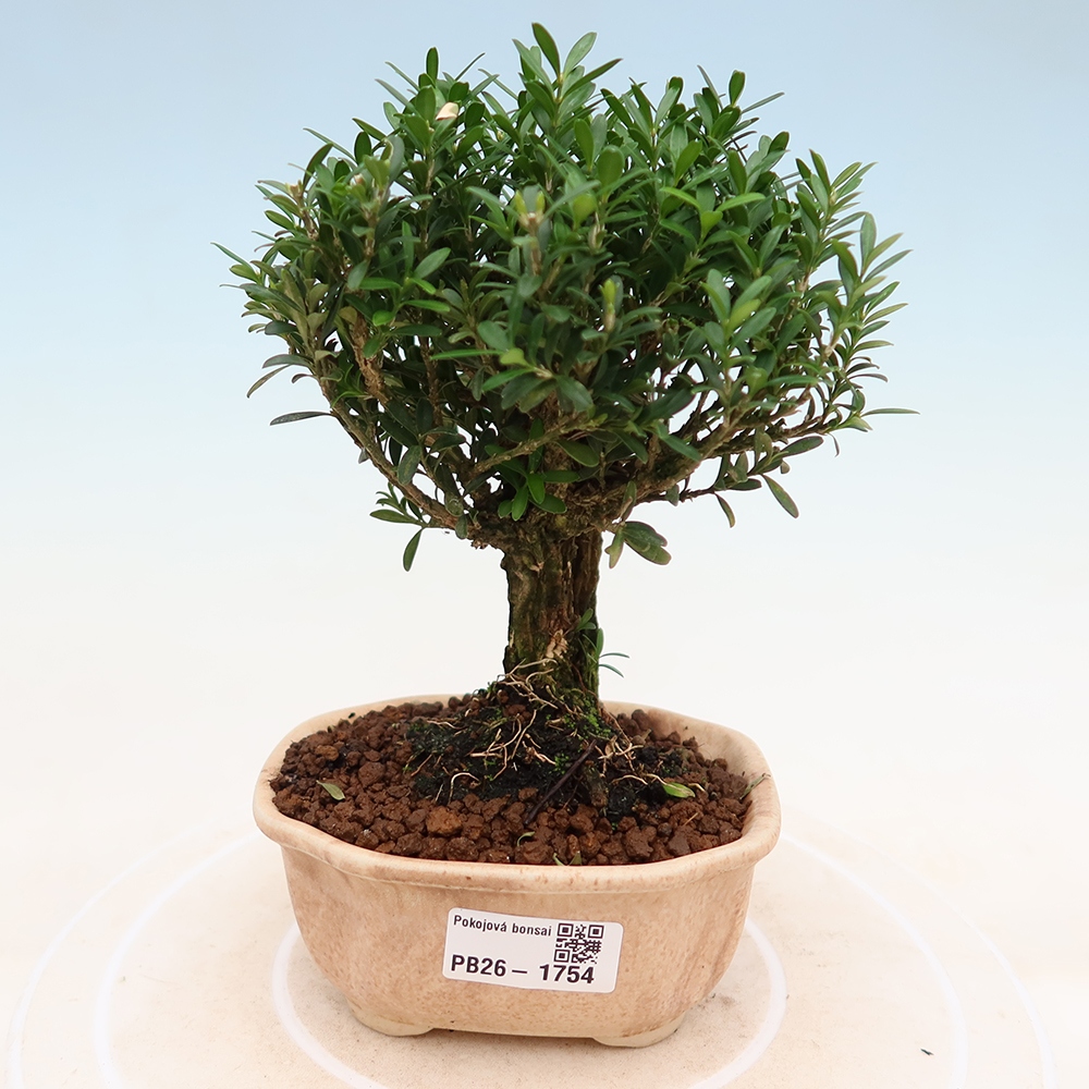 Szobai bonsai - Buxus harlandii - parafa buxus