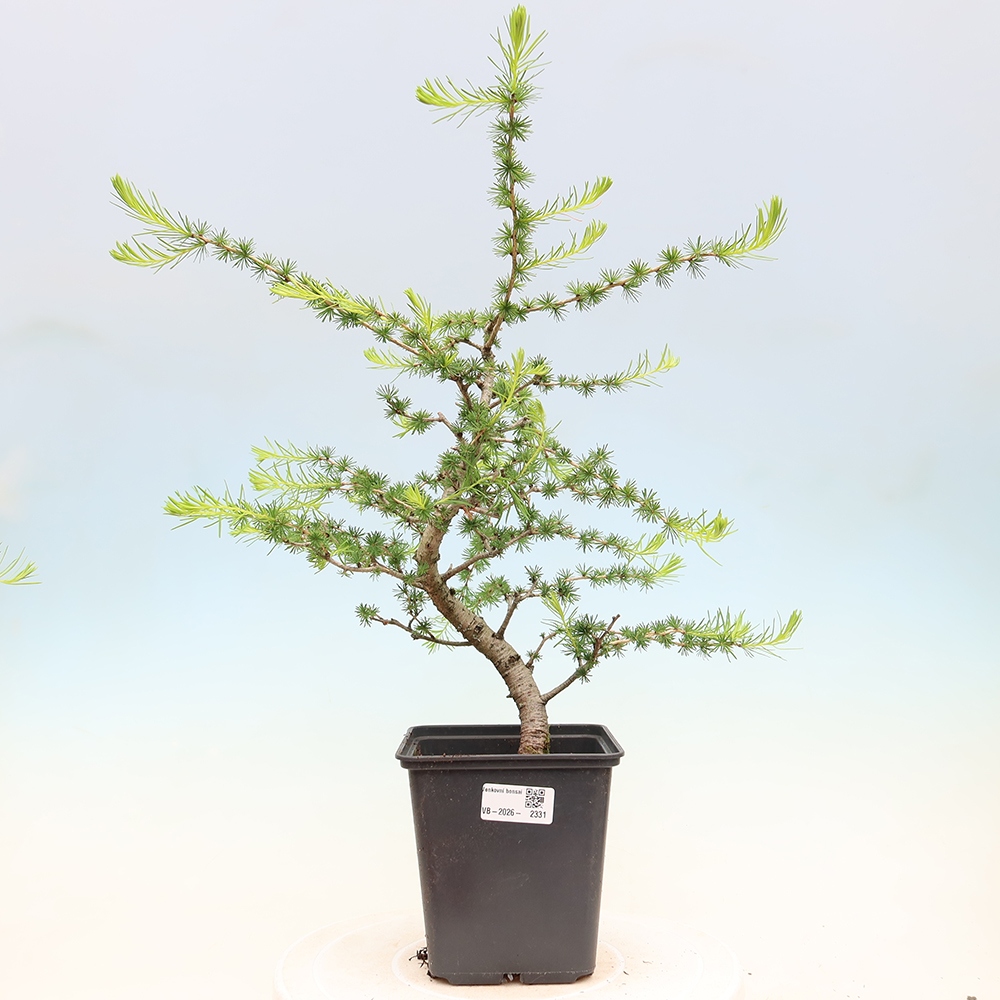 Kültéri bonsai - Larix decidua - vörösfenyő