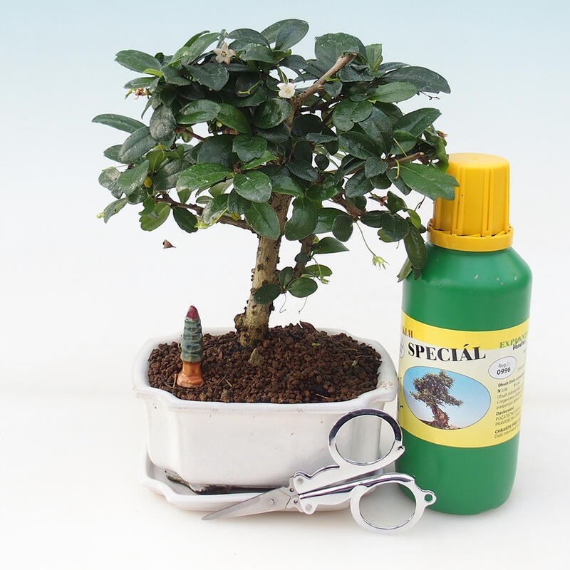 Bonsai ajándék szett - Tea- fuki - Carmona microphylla