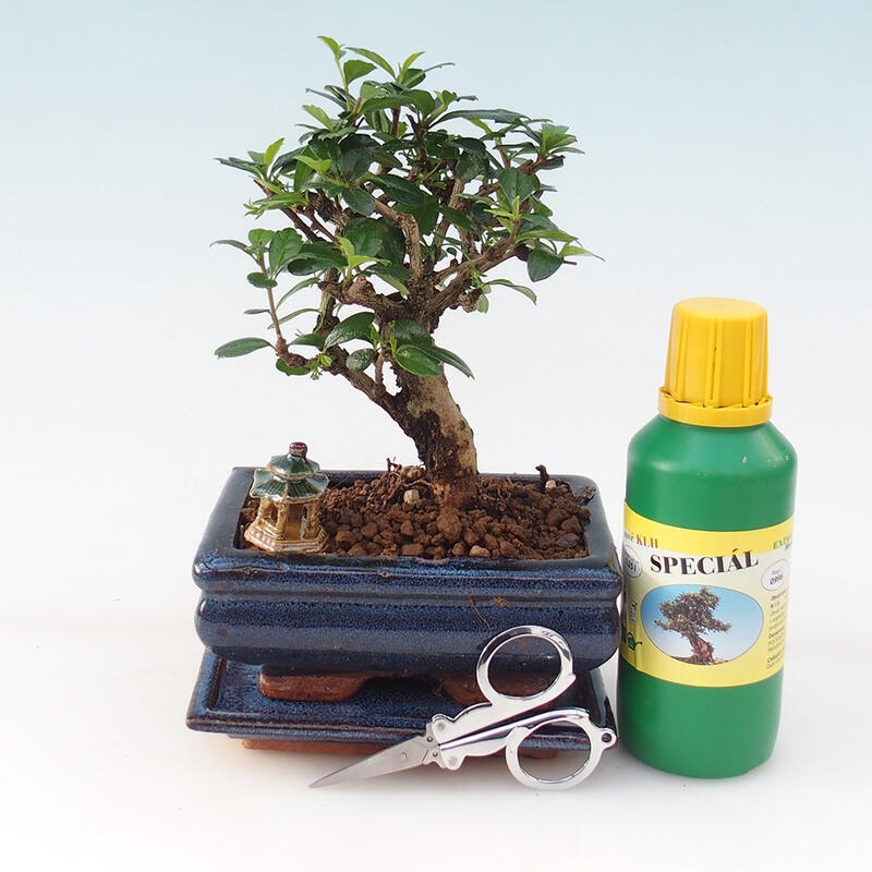 Bonsai ajándék szett - Tea- fuki - Carmona microphylla