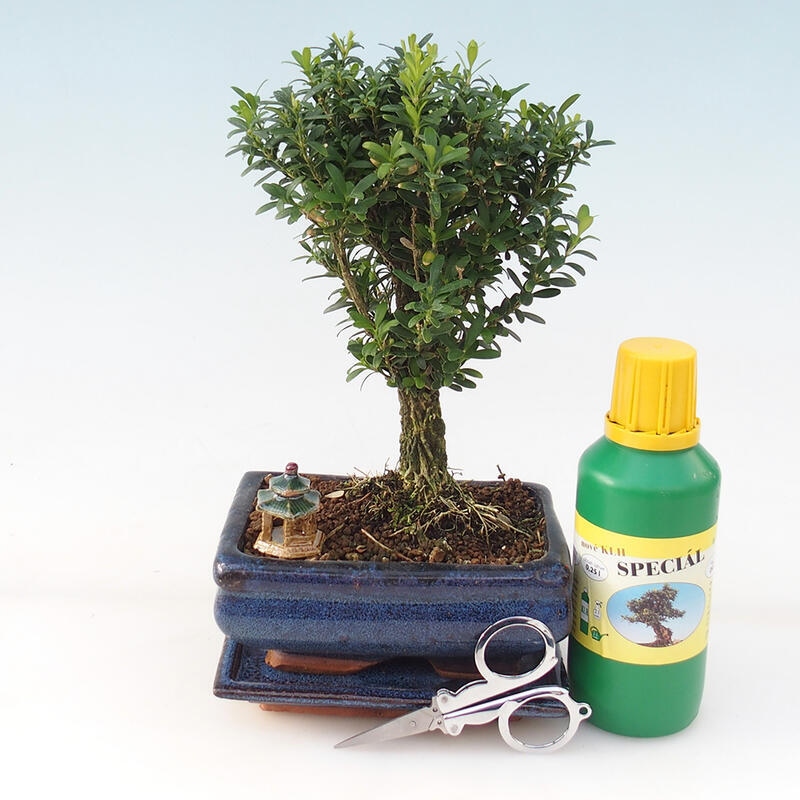 Bonsai ajándékcsomag - parafa buxus - Buxus harlandii