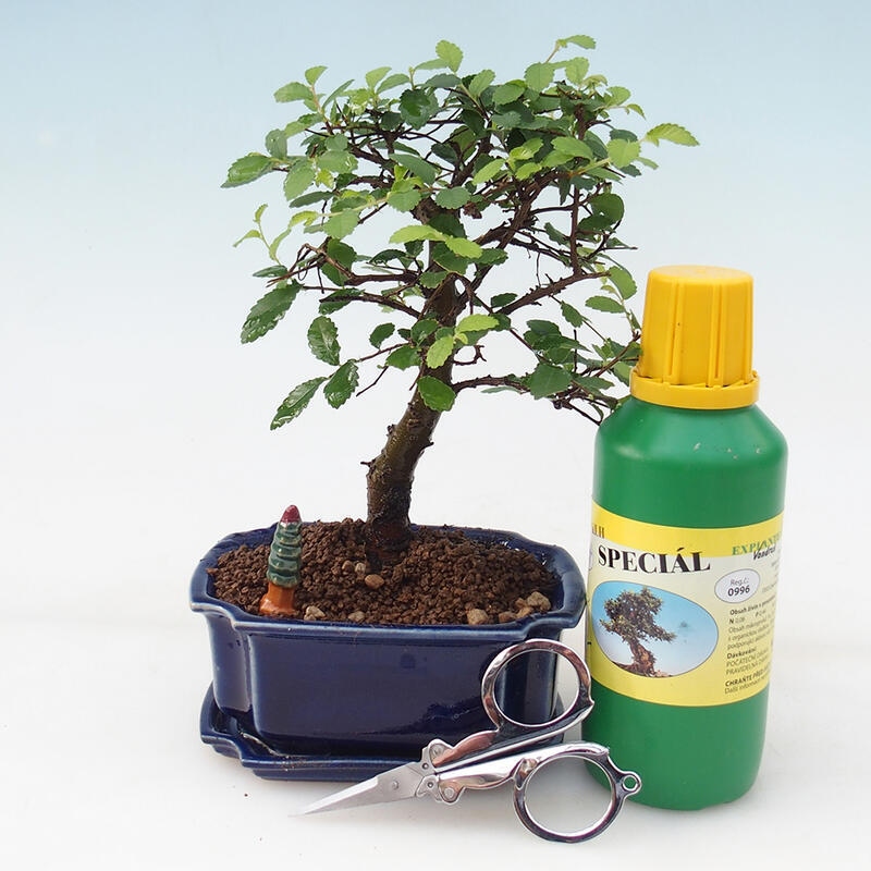Bonsai ajándék szett - Szobai szil - Ulmus parvifolia