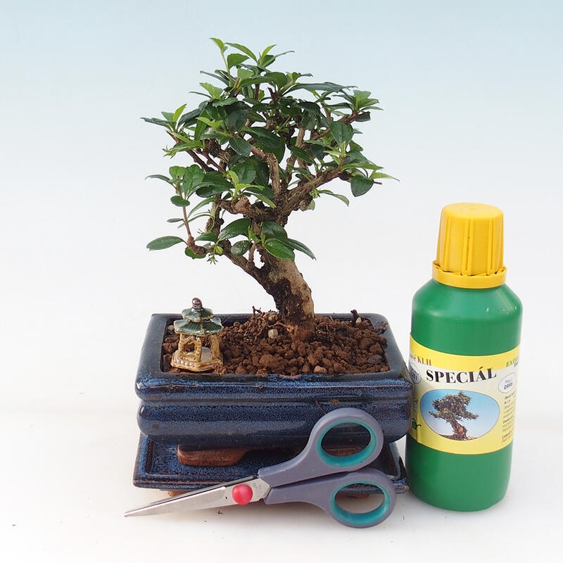 Bonsai ajándék szett fiúknak - Tea- fuki - Carmona microphylla