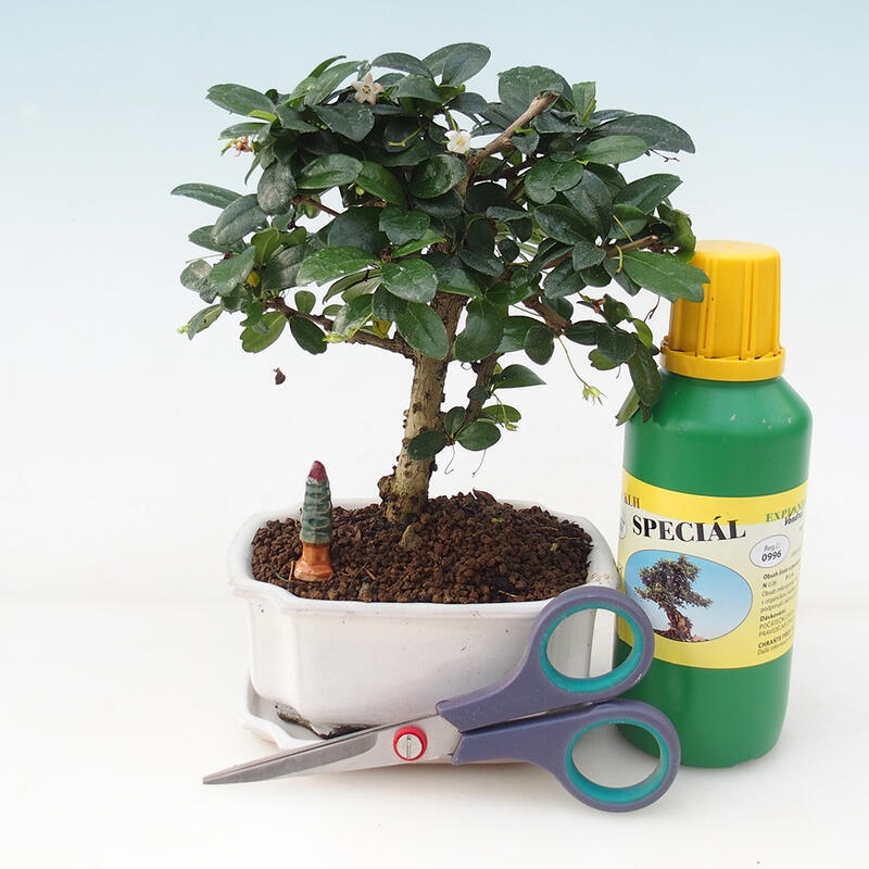 Bonsai ajándék szett fiúknak - Tea- fuki - Carmona microphylla