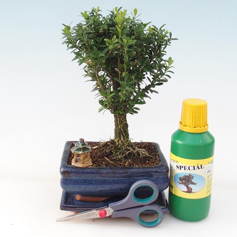 Bonsai ajándék szett fiúknak - Cork buxus - Buxus harlandii
