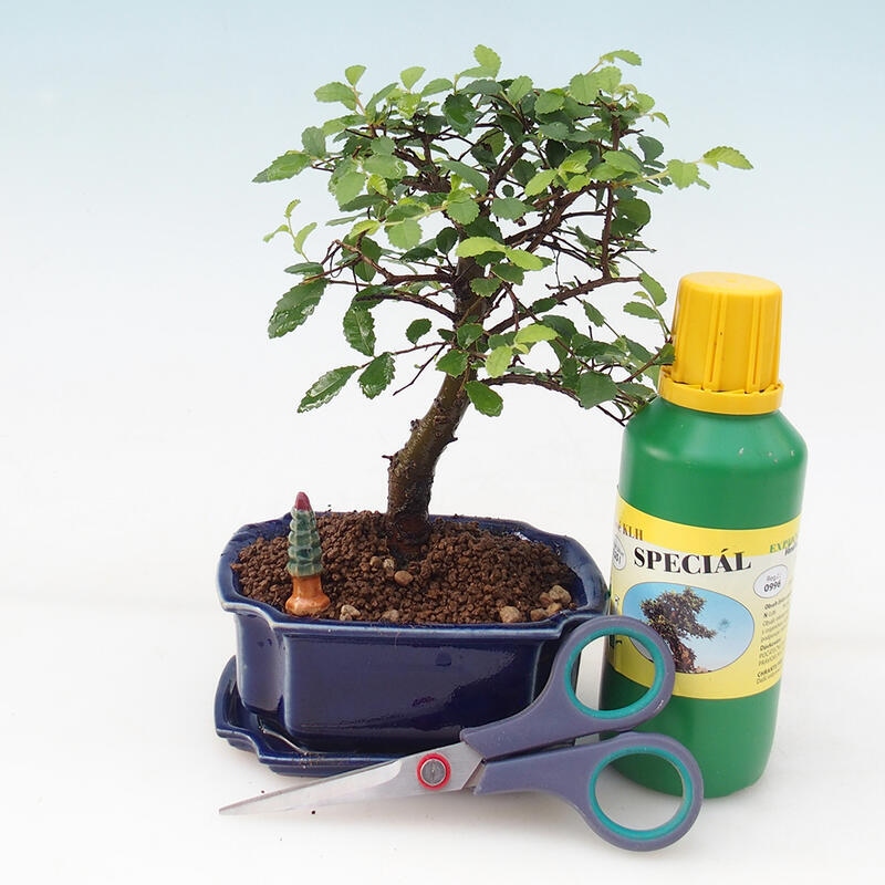 Bonsai ajándék szett fiúknak - Szobai szil - Ulmus parvifolia