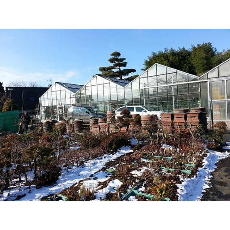 Bonsai tál 48 x 38 x 18 cm