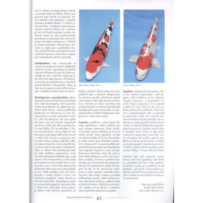 Bonsai és japán kertek 63. sz.