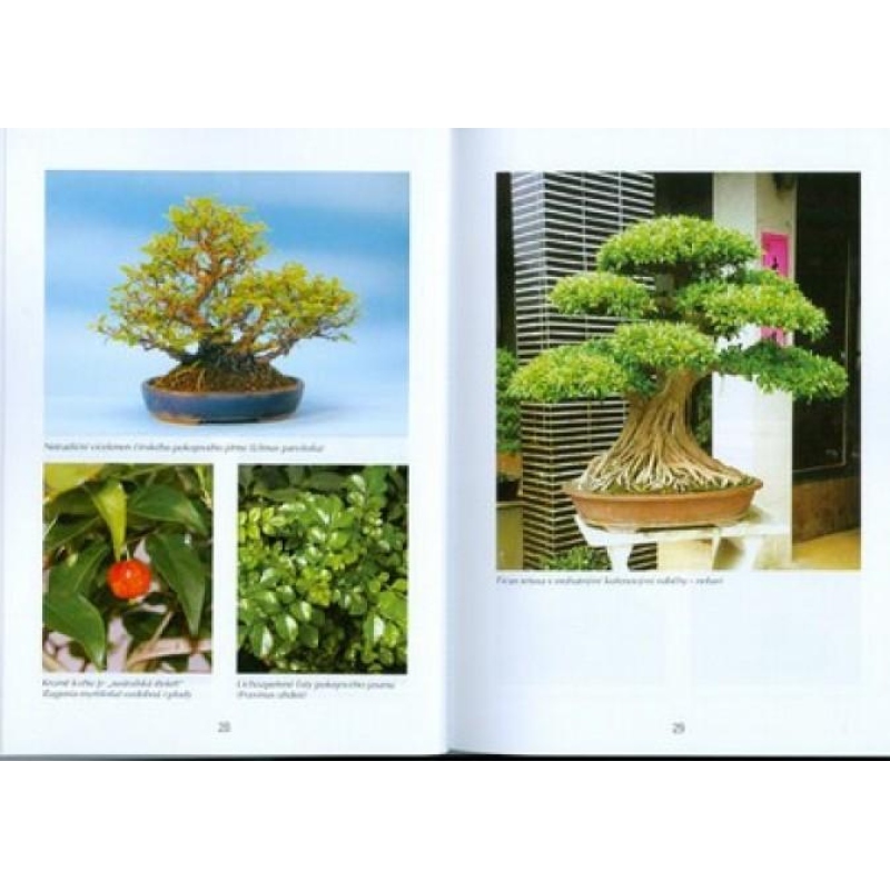 Bonsai és kertek nem csak Japánban