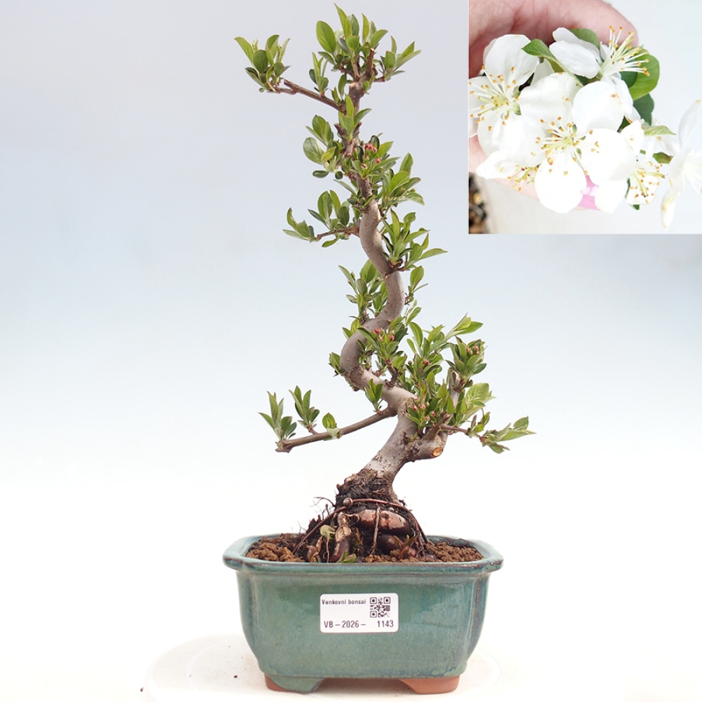 Kültéri bonsai - Malus sargentii - Kis gyümölcsű almafa