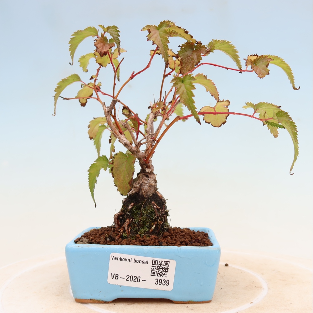 Kültéri bonsai – Stephanandra incisa – Hajlított koronás