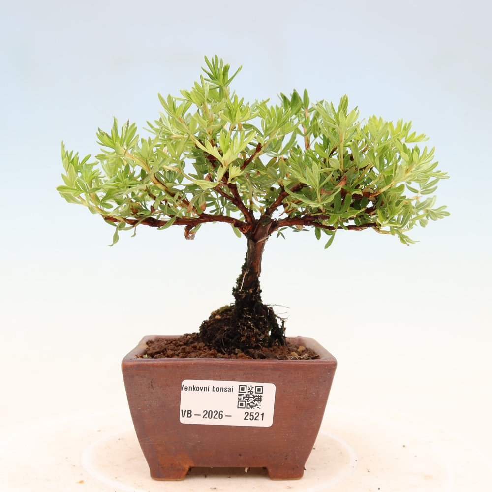 Kültéri bonsai - Potentila fruticosa