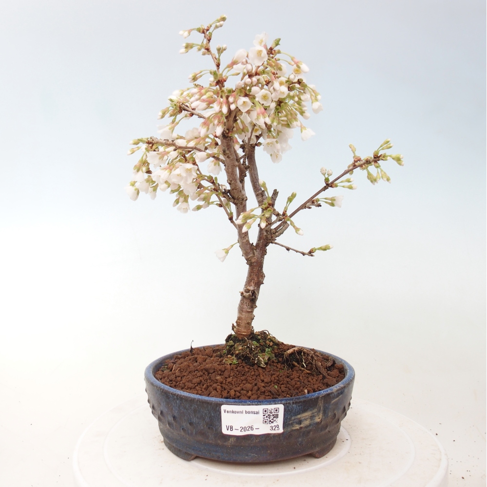 Kültéri bonsai - Prunus incisa Kojou-no mai-Plivon kivágva