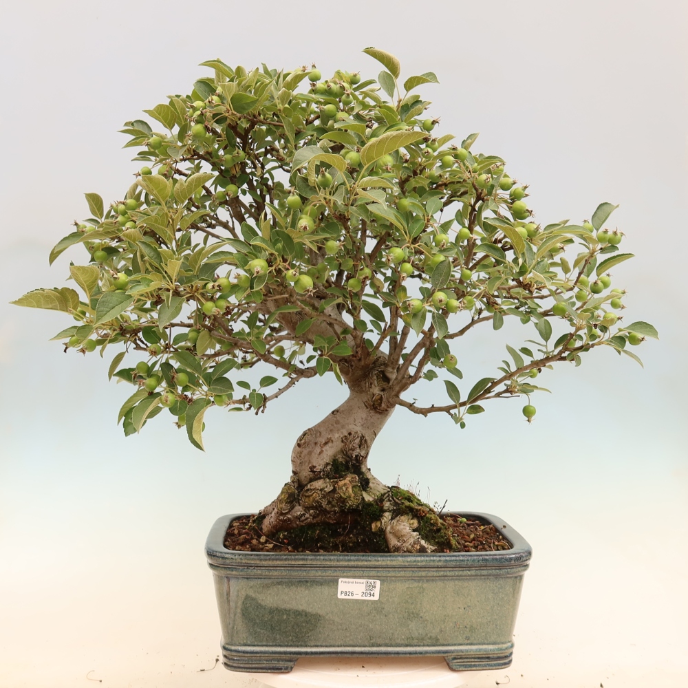 Kültéri bonsai -Malus halliana - Kis gyümölcsű almafa