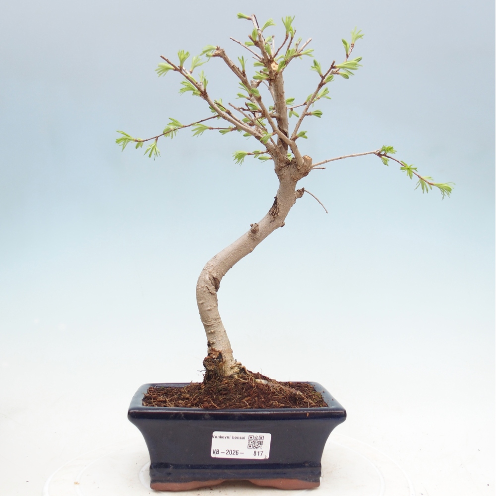 Kültéri bonsai -Pseudolarix amabis-Pseudolarix amabis-Pseudolarix amabis