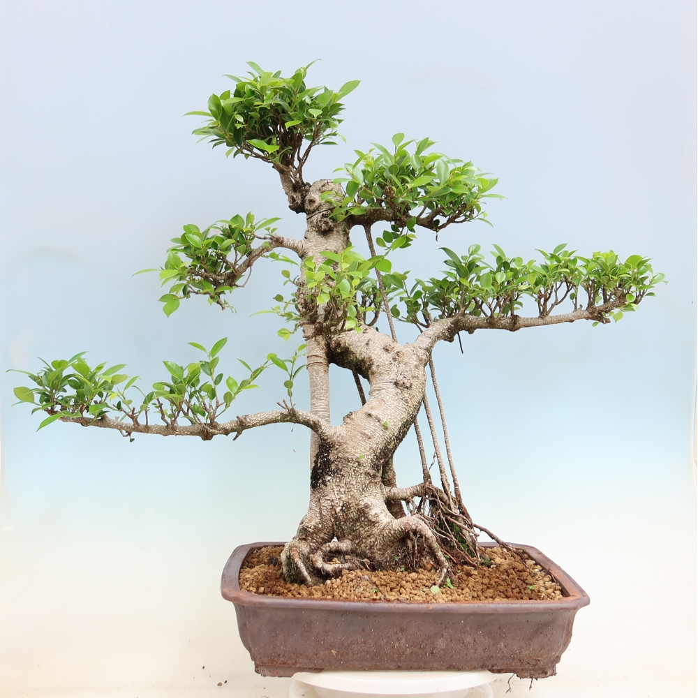 Szobai bonsai - Ficus kimmen - kislevelű fikusz