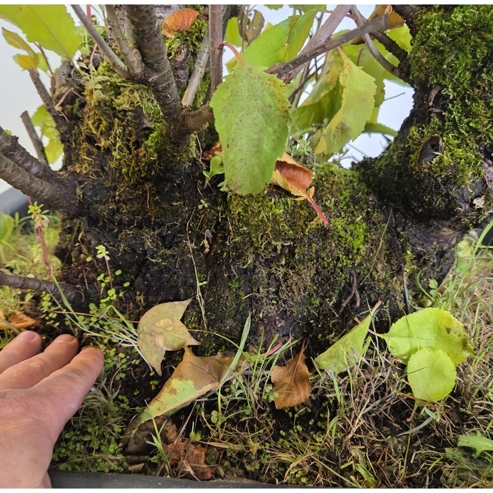 Kültéri bonsai cseresznye - Prunus aviata