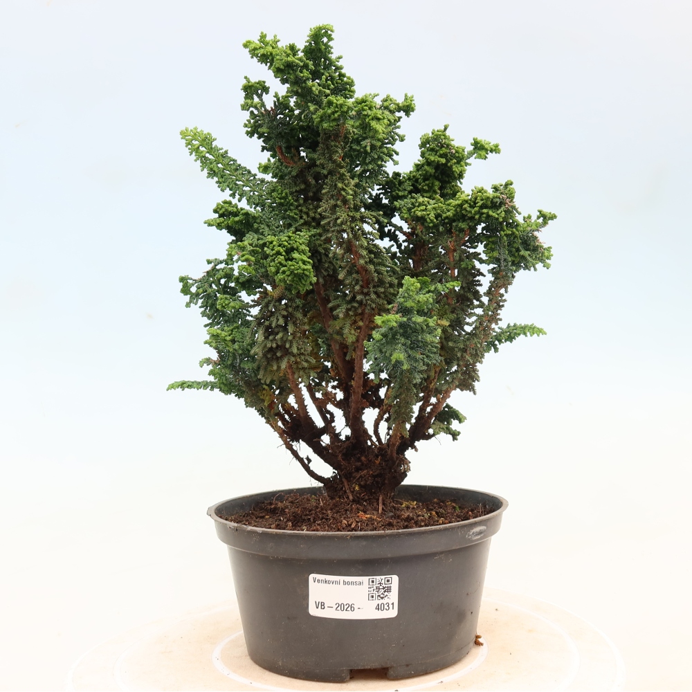 Kültéri bonsai - Cham. obtusa SEKKA HINOKI - Cifra ciprus
