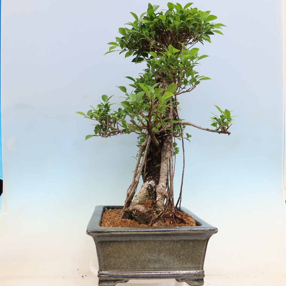 Szobai bonsai - Ficus kimmen - kislevelű fikusz